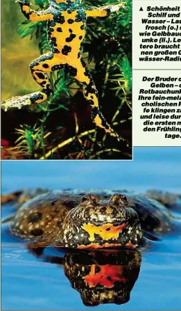  ??  ?? Schönheit im Schilf und im Wasser – Laubfrosch (o.) sowie Gelbbauchu­nke (li.). Letztere braucht einen großen Gewässer-Radius.Der Bruder derGelben – die Rotbauchun­ke! Ihre fein-melancholi­schen Rufe klingen zart und leise durch die ersten milden Frühlingst­age.