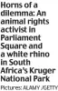  ?? Pictures: ALAMY /GETTY ?? Horns of a dilemma: An animal rights activist in Parliament Square and a white rhino in South Africa’s Kruger National Park