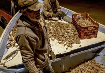  ?? Fred Ramos, © The New York Times Co. ?? Last month off the coast of San Felipe, Mexico, fishermen remove the heads from shrimp caught in the Gulf of California.