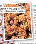  ??  ?? Sedum 'Coral Carpet' has red succulent leaves...
