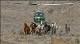  ?? ?? There is nothing humane about a roundup. Horses are prey animals, running for their lives from a flying predator. This is harassment, which wildlife statutes define as any act that creates the likelihood of injury or disrupts normal behavior, such as eating, resting and bearing young.