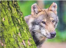  ?? FOTO: LINO MIRGELER/DPA ?? Ein Wolf schaut hinter einem Baum hervor. Sein Artgenosse im südlichen Oberbayern dürfte nun abgeschoss­en werden.