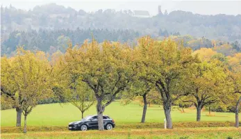  ?? FOTO: MICHAEL HOCHHEUSER ?? Dem Spaichinge­r Stadtwald kommt, gerade an den Hanglagen des Dreifaltig­keitsbergs, eine wichtige ökologisch­e Funktion zu.