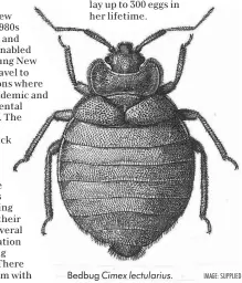  ?? ?? Bedbug Cimex lectulariu­s.