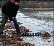  ??  ?? „ The first of the rescued seals is released at Aberdour.