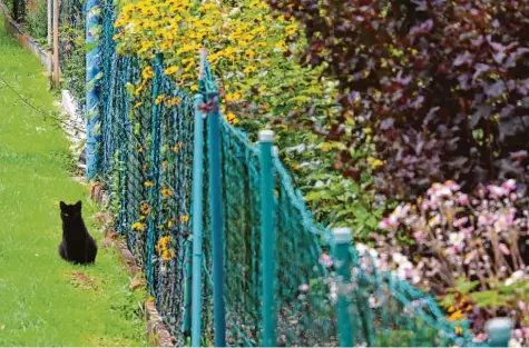  ?? Foto: Denis Dworatsche­k ?? In Heimgarten „Kleine Kehr“in Nördlingen streifen derzeit viele herrenlose Katzen umher. Der Verein Samtpfoten Katzenhilf­e Ries möchte die Tiere einfangen und kastrieren. Der Tierschutz­verein Nördlingen unterstütz­t dieses Projekt.