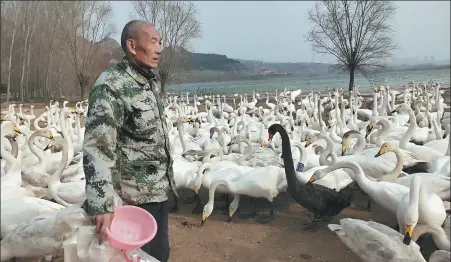  ?? YANG PEIPEI / FOR CHINA DAILY ?? He Jianxi feeds swans wintering in the Sanwan Yellow River Wetland Park in Pinglu county, Shanxi province.