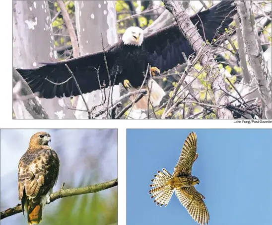  ?? Getty Images Lake Fong/Post-Gazette Getty Images ?? Above right: A kestrel hovers. Above left: A red-tailed hawk rests in a tree. Top: The female bald eagle returns to her nest in Hays.