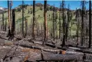  ?? Photograph: Andri Tambunan/The Guardian ?? Burned trees at Lassen Volcanic national park, California, August 2023. More intense wildfires are destroying ecosystems.