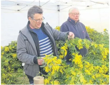  ?? ?? Christian Clarence (à gauche) et les bénévoles du comité des fêtes vont encore confection­ner des centaines de bouquets de mimosa.