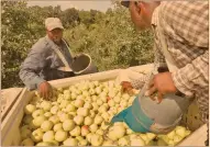  ?? Foto: ap ?? Gracias al TLCAN, el 100% de los envíos de manzanas de Washington es a México.