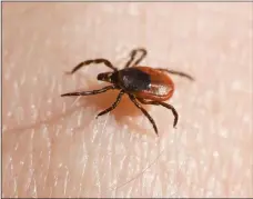  ?? ?? Pennsylvan­ia tops the nation in Lyme disease cases.