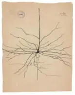  ??  ?? A pyramidal neuron of the cerebral cortex (1904, ink and pencil on paper).