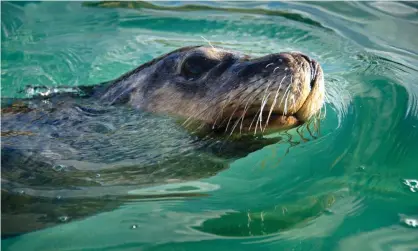  ?? Photograph: Auscape/UIG via Getty Images ?? The decline in Australian sea lion population is ‘really worrying’, according to study leader Prof Simon Goldsworth­y.