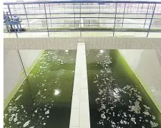  ?? Foto: Jindřich Mynařík ?? Záruka čistoty Kvalitu vody kontrolují v nádrži Želivka pstruzi. Přežijí totiž jen ve skutečně čisté vodě.