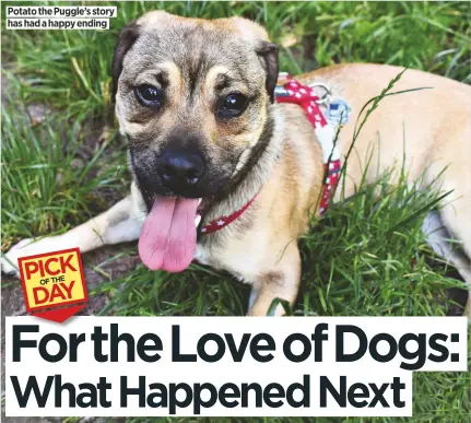  ??  ?? Potato the Puggle’s story has had a happy ending