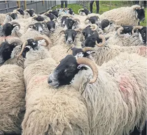  ?? Picture: PA. ?? Members of the farming and rural communitie­s may have come across some of the animals being offered for sale.