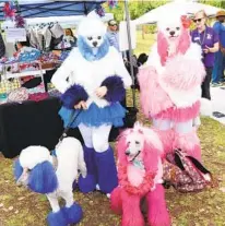  ?? JOSH DAFOE ?? Owners dressed in costumes to match their poodles in the 2019 Poodle Parade. The Poodle Palooza has expanded this year.