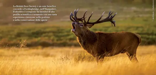  ??  ?? La British Deer Society è un ente benefico con sede a Fordingbri­dge, nell’Hampshire. Il direttivo è composto da membri di alto profilo scientific­o e venatorio con una vasta esperienza e interesse nella gestione e nella conservazi­one delle specie