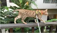  ??  ?? As a large, athletic cat, the Bengal needs to run, jump, and romp to be contented. “They are very sociable and active cats and we take them out for walks at the beach and around our condominiu­m,” says Michael.