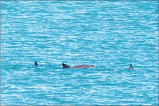  ?? ADAM Ü/MUSEO DE LA BALLENA Y CIENCIAS DEL MAR VIA THE NEW YORK TIMES ?? Vaquitas swim in the Gulf of California, their only habitat. Scientists working to prevent the extinction of the elusive porpoise put out to sea in September, anxious about what they would — or would not — find.