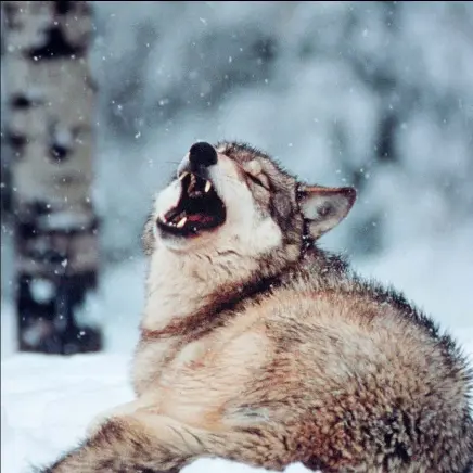  ??  ?? The howling of a wolf serves as a social call for communicat­ion,
establishi­ng contact or gathering the pack to hunt,