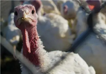  ??  ?? Turkeys stand in a pen at a turkey farm in New Jersey. — WP- Bloomberg photo by Craig Warga