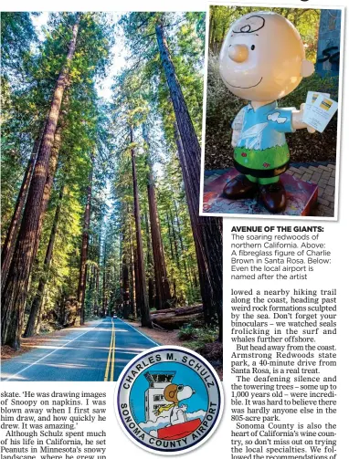  ??  ?? AVENUE OF THE GIANTS: The soaring redwoods of northern California. Above: A fibreglass figure of Charlie Brown in Santa Rosa. Below: Even the local airport is named after the artist