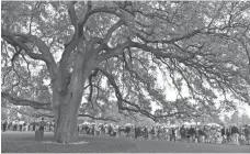  ?? 2017 FILE PHOTO BY MICHAEL MADRID/USA TODAY SPORTS ?? Fans walk past the big oak tree at Augusta National Golf Club.