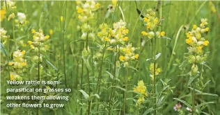  ??  ?? Yellow rattle is semiparasi­tical on grasses so weakens them allowing other flowers to grow