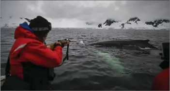  ?? — AFP photo ?? Colombian scientist Diego Mujica, member of the Malpelo foundation, takes a sample of the skin of a Humpback whale at the Gerlache Strait, which separates the Palmer Archipelag­o from the Antarctic Peninsula, in Antarctica.