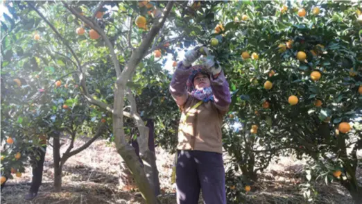  ??  ?? A farmer picks fruits in Baise on December 8, 2019