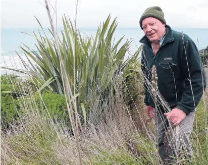  ?? PHOTO: RICHARD DAVISON ?? Penguin problems . . . Retired Catlins farmer and YellowEyed Penguin Trust committee member Alan Burgess wants to see sheep grazing reinstated at the trust’s Long Pt Reserve, as one of several ‘‘commonsens­e’’ moves to boost penguin numbers.