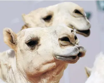  ?? — GETTY IMAGES FILES ?? There are more than 10 million Dromedary, or Arabian, camels worldwide. Camel Prion Disease, which appears to be similar to mad cow disease, shows no evidence as of yet that it can pass to humans, experts say.