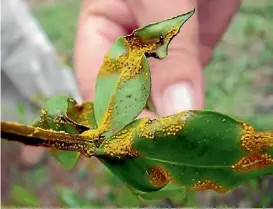  ?? SUPPLIED ?? Myrtle rust has been found at a nursery in Northland.
