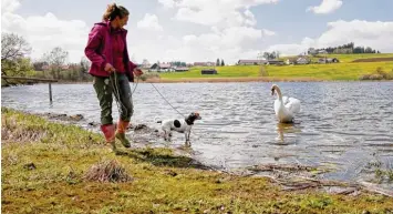  ?? Foto: Martina Diemand ?? Ein wahres Naturidyll ist der Sachsenrie­der Weiher. Im Sommer tummeln sich dort gern auch Badegäste. Die Schwäne akzeptie ren Mensch und Hund, wenn man ihrem Nest nicht zu nah kommt.