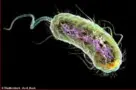  ?? ?? E. coli gibi bakteriler­in kuyrukları­ndan esinlenile­rek yapılan mikro robot.