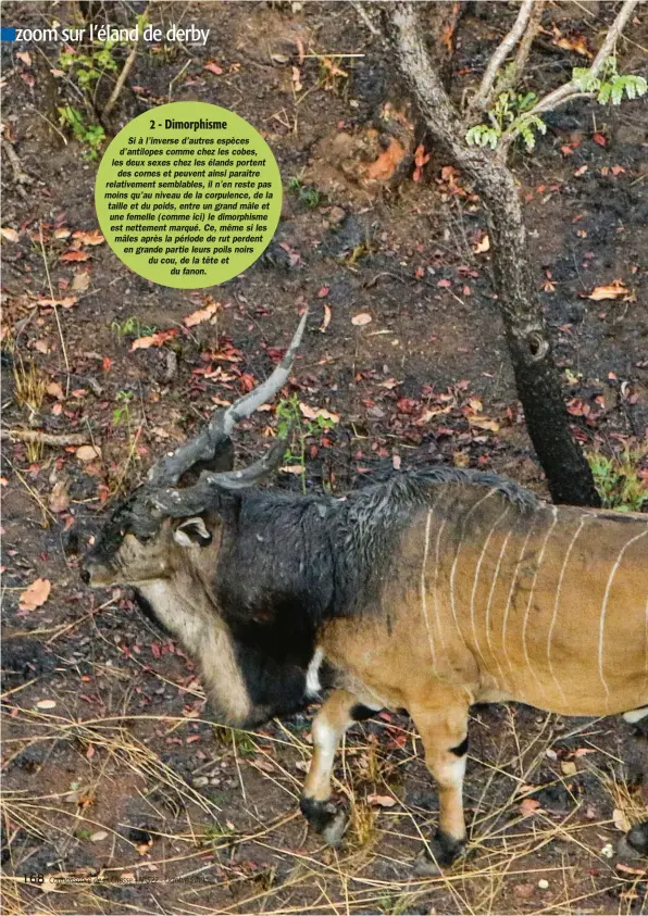  ??  ?? 2 - Dimorphism­e Si à l’inverse d’autres espèces d’antilopes comme chez les cobes, les deux sexes chez les élands portent des cornes et peuvent ainsi paraître relativeme­nt semblables, il n’en reste pas moins qu’au niveau de la corpulence, de la taille et du poids, entre un grand mâle et une femelle (comme ici) le dimorphism­e est nettement marqué. Ce, même si les mâles après la période de rut perdent en grande partie leurs poils noirs du cou, de la tête et du fanon.