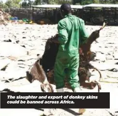  ?? ?? The slaughter and export of donkey skins could be banned across Africa.