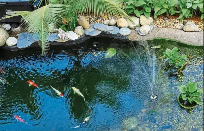  ??  ?? In garden ponds, the benefits of OAsE filter systems are evident at first glance – the water is clean and clear.