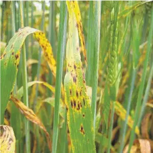  ??  ?? FUNGUS: Ramularia leaf spot disease is proving a problem in barley crops