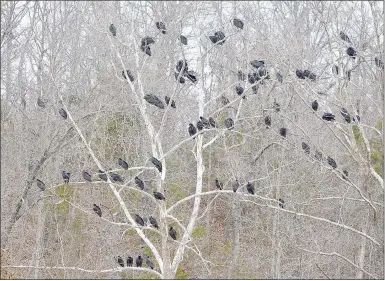  ?? Keith Bryant/The Weekly Vista ?? A few dozen black vultures perch on a tree overlookin­g the Lake Ann boat launch.
