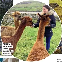  ??  ?? FURRY FRIENDS Rosie meets the alpacas