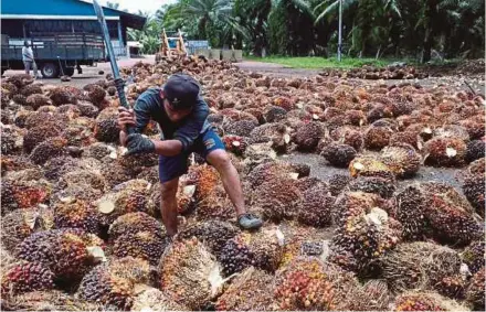  ??  ?? Malaysia’s palm oil stockpile is expected to settle at 2.13 million tonnes by the end of this month, according to MIDF Amanah Investment Bank Bhd.