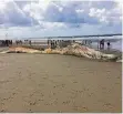  ?? FOTO: DPA ?? Der Walkadaver lag einige Tage lang am Strand von Texel.