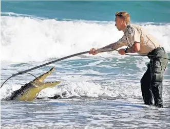  ?? SUSAN STOCKER/STAFF PHOTOGRAPH­ER ?? A Florida Fish and Wildlife Conservati­on Commission officer snared the crocodile by the neck and dragged it up the beach, as the big reptile remained motionless, its mouth open. Its mouth was later taped shut.