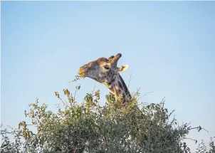  ??  ?? Una jirafa en Chobe, el tercero entre los parques más grandes de Botswana