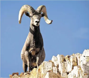  ?? Associated Press ?? Texas’ 2015-16 public hunting draw-permit program includes a guided hunt for desert bighorn sheep among the more than 7,000 permits to be issued through drawing of online applicants.