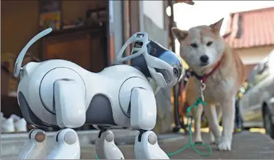  ?? TOSHIFUMI KITAMURA / AFP ?? An AIBO (left), a robot dog