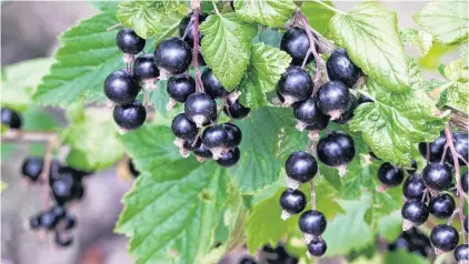  ?? PHOTOS: GILLIAN VINE ?? First up . . . Blackcurra­nts bloom in early November, slightly ahead of the red and white kinds.